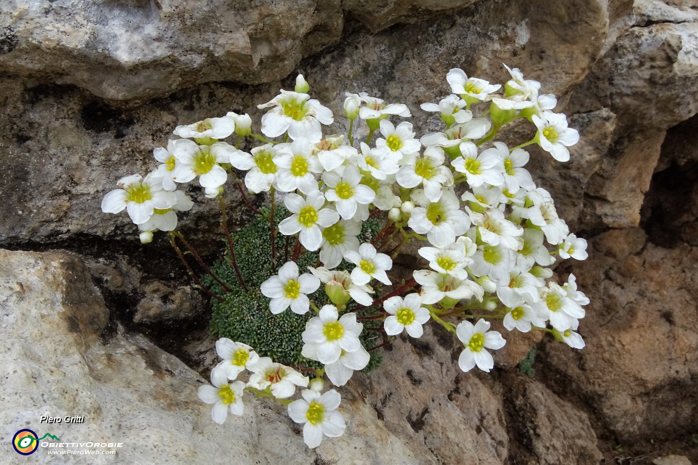 43 Bel bouquet di Sassifraga di Vandelli.JPG